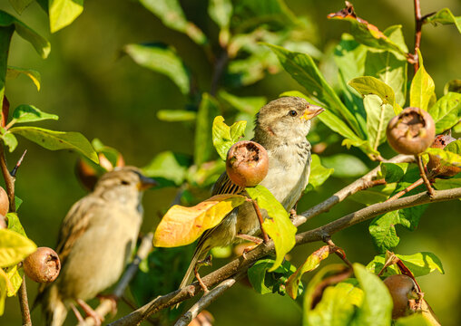 house sparrow (Passer domesticus) on branch