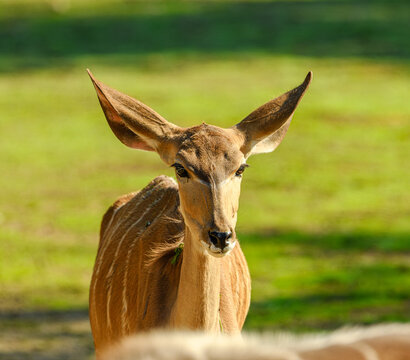 lowland nyala (Tragelaphus angasii) standing