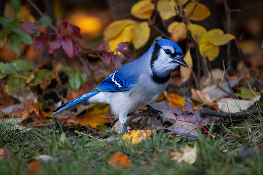 Blue Jay