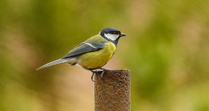 great tit (Parus major) on a pole