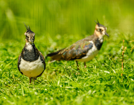 northern lapwing (Vanellus vanellus) in grass