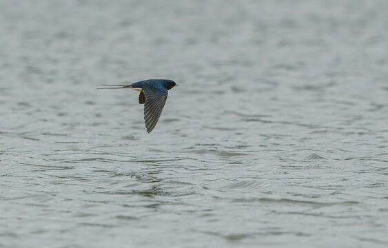 barn swallow (Hirundo rustica) in flight over water