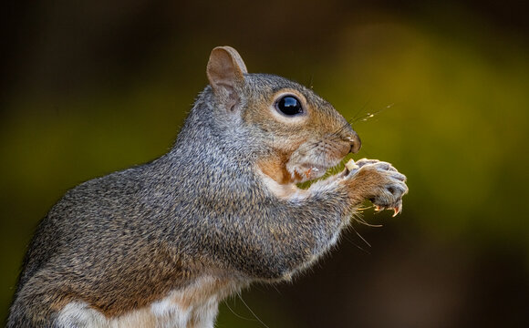 Eastern Grey Squirrel 