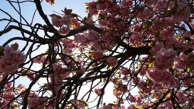 Pink prunus cherry blossom flowers on tree branches with bright sunburst filtering through canopy under clear blue sky in spring