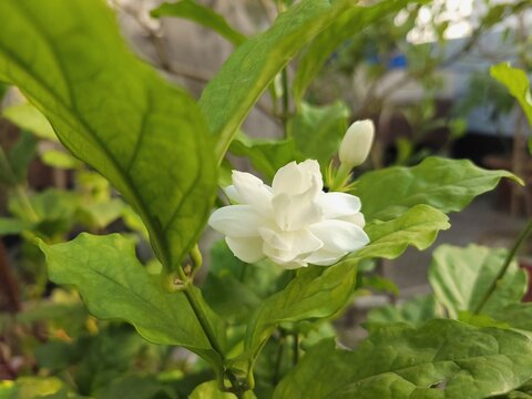 Arabian Jasmine Jasminum Sambac Double White Flower Blooming Beside Bud