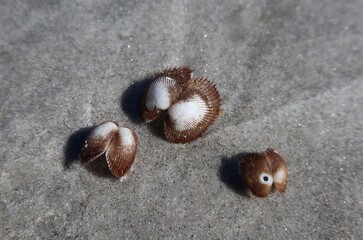 Bivalve seashells on wet sand background in Florida beach  © natalya2015