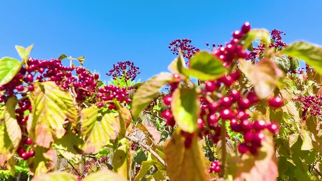  Cinematic drone slow-motion view of unidentifiable tiny fruits on a tree in autumn forest.