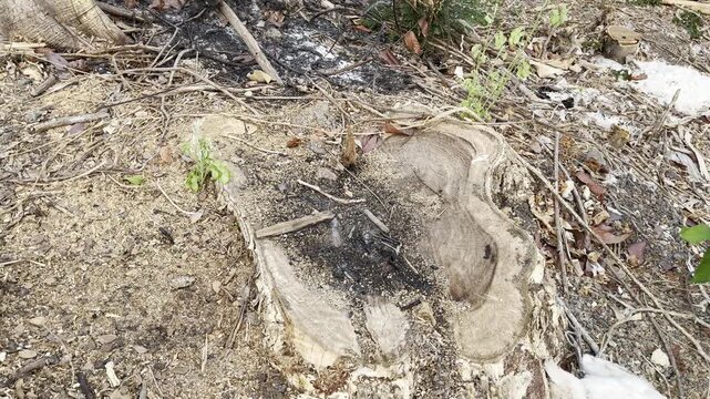 Top view of giant tree stump on charred forest ground