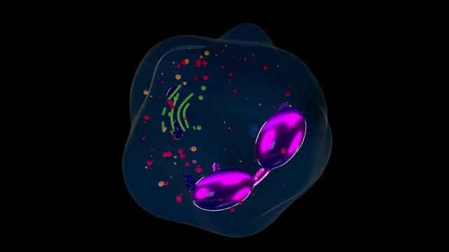 Eosinophil Immune Cell 3D Animation Loop	A 3D animated eosinophil, a white blood cell involved in parasite defense and allergic inflammation. This seamless 10-second 3D animation loop is designed for 
