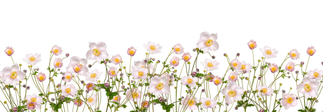 A wide panoramic border of light pink Japanese anemone flowers with yellow centers, isolated on transparent background with copy space