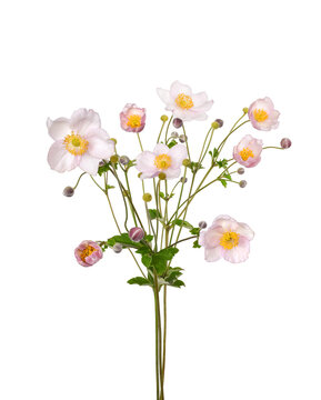 A small bouquet of light pink Japanese anemone flowers with yellow centers and buds, isolated on transparent background