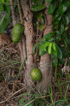 Soursop Annona muricata fruit hanging on tree trunk. Raw graviola soursop fruit growing on tropical tree branch