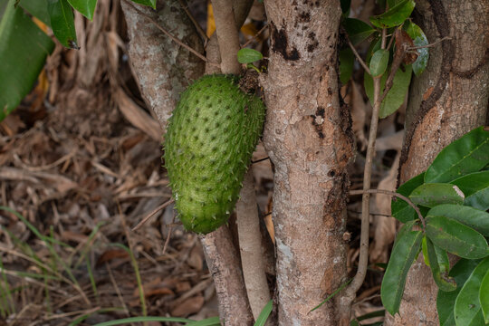 Soursop Annona muricata fruit hanging on tree trunk. Raw graviola soursop fruit growing on tropical tree branch
