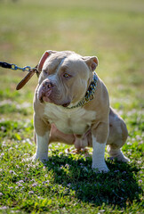American Bully © Stefania Loriga
