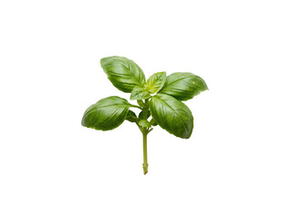Fresh Basil Leaves on Black Background on a transparent background © ieps