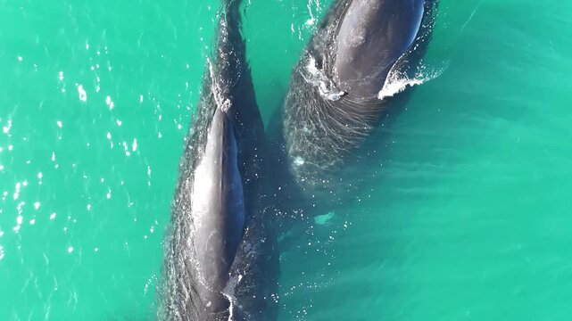 Ballena Franca Austral Pen&iacute;nsula Valdez Argentina Puerto Madryn - Right Whale 3