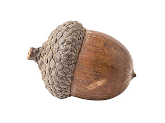 Textured Brown Acorn On Black on a transparent background © ieps