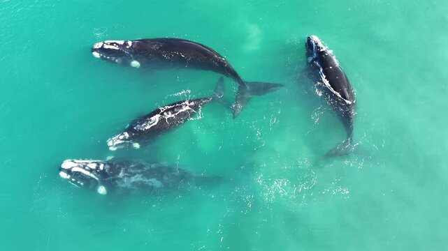 Ballena Franca Austral Pen&iacute;nsula Valdez Argentina Puerto Madryn - Right Whale 4