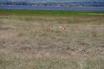Zwei Löwen am Lake Magadi im Ngorongoro Krater  © Jürgen Reitz