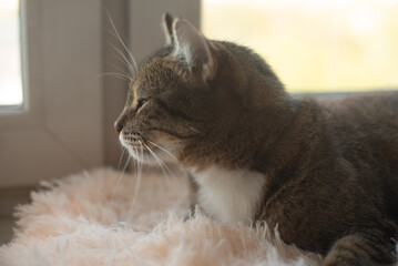 A tabby cat with gray and white fur rests on a soft, fluffy surface near a window. it appears calm and relaxed, enjoying the sunlight. © Ksu