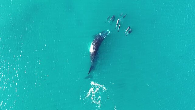 Ballena Franca Austral Pen&iacute;nsula Valdez Argentina Puerto Madryn - Right Whale 5