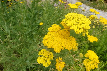 Fernleaf yarrow achillea filipendulina blooming yellow flowers in a vibrant summer garden outdoor scene © tonifrito