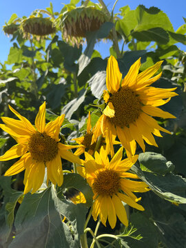 Sunflowers in bright sunlight against blue sky, blooming yellow flowers with wilted drooping seed heads in the background