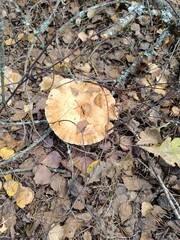 Top view of a large flat brown mushroom on autumn forest floor. Wild fungus surrounded by dry leaves and pine needles © writerfantast