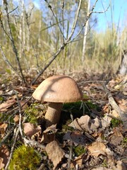 Close up of a brown mushroom with a thick stem on forest floor. Wild bolete fungus among dry leaves and moss on a sunny autumn day © writerfantast
