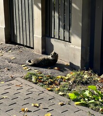 a wild cat on the street © Elena