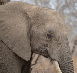 Elefant im Busch vom Krüger National Park - Kruger Nationalpark Südafrika © Mathis