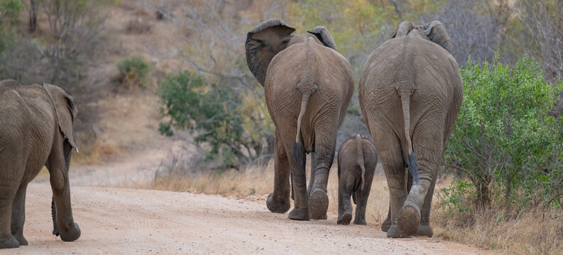 Eine beeindruckende Elefantenherde in der afrikanischen Savanne