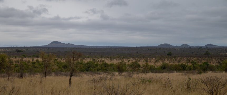 Landschaftsfoto, weite Savannenlandschaft im Kruger Nationalpark mit trockenem Gras, vereinzelten B&uuml;schen und markanten B&auml;umen vor einer leicht bew&ouml;lkten Himmelkulisse