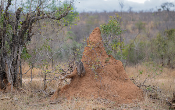 imposanter Termitenh&uuml;gel in der afrikanischen Savanne Kr&uuml;ger National Park, detailreich und naturgetreu festgehalten