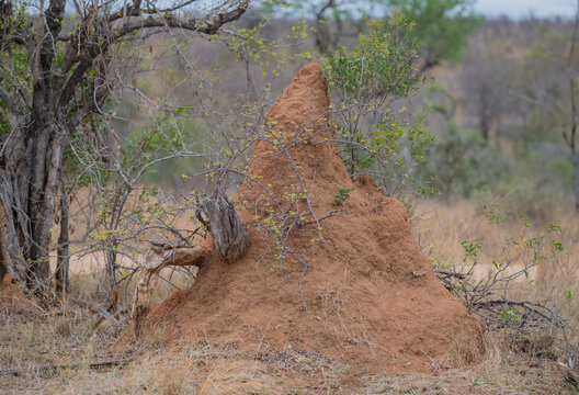 Ein imposanter Termitenh&uuml;gel in der afrikanischen Savanne Kr&uuml;ger National Park, detailreich und naturgetreu festgehalten