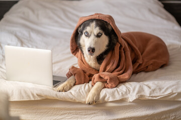 Siberian husky in orange bathrobe lying on bed near open laptop, screen left open, story told without any single spoken word. Wide shot. Concept of laptop remote work mood with husky wearing bathrobe © iwavephoto