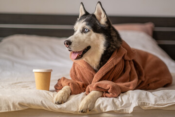 Northern dog in terry robe on white bed with coffee cup, warm vessel kept close, moment impossible to repeat on second day. Wide shot. Concept of coffee breakfast of husky resting in warm bathrobe © iwavephoto