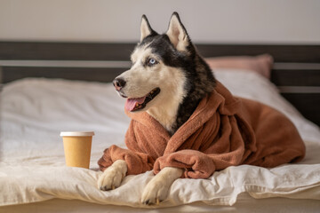 Siberian husky in bathrobe lying on bed beside paper coffee cup, drink left untouched, visual that works across many campaigns. Wide shot. Concept of coffee breakfast of husky resting in warm bathrobe © iwavephoto