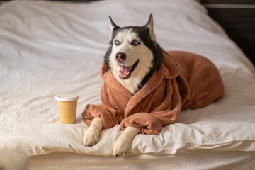 Funny husky wearing robe resting near takeaway cup of coffee, drink left untouched, scene that modern brands keep asking for. Wide shot. Concept of coffee breakfast of husky resting in warm bathrobe © iwavephoto