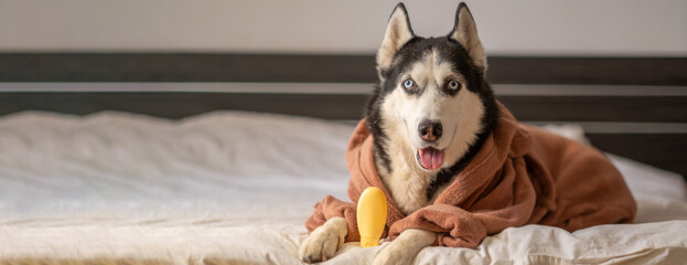 Blank shampoo bottle of pet wash near husky wrapped in robe, bottle standing within reach of paws, frame kept clean and simple. Still life. Concept of shampoo bottle standing beside husky on white bed © iwavephoto