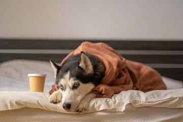 Northern dog in terry robe on white bed with coffee cup, cup beside paws, frame built around simple soft texture. Wide shot. Concept of coffee breakfast of husky resting in warm bathrobe © iwavephoto