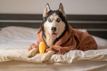 Unbranded yellow shampoo bottle beside Siberian husky on linen, bright colour against clean linen, honest unposed frame. Still life. Concept of shampoo bottle standing beside husky on white bed © iwavephoto