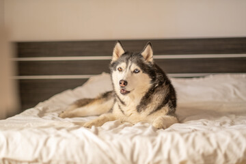 Siberian husky resting on white bed inside bright sunny bedroom, weight sinking into soft bedding, scene for bedding brand. Wide shot. Concept of resting husky inside bright bedroom with soft light © iwavephoto