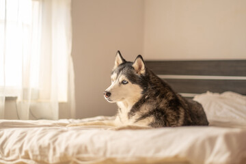 Northern dog resting among soft bed linen beside window light, muzzle resting on folded white sheet, scene for bedding brand. Wide shot. Concept of resting husky inside bright bedroom with soft light © iwavephoto