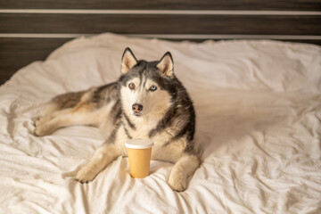 Paper cup of coffee standing on white bed beside Siberian husky, cup standing within reach of paws, scene for bedding brand. Wide shot. Concept of coffee takeaway cup placed beside husky on white bed © iwavephoto
