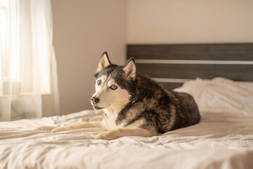Siberian husky resting on white bed inside bright sunny bedroom, weight sinking into soft bedding, detail worth whole shot. Wide shot. Concept of resting husky inside bright bedroom with soft light © iwavephoto