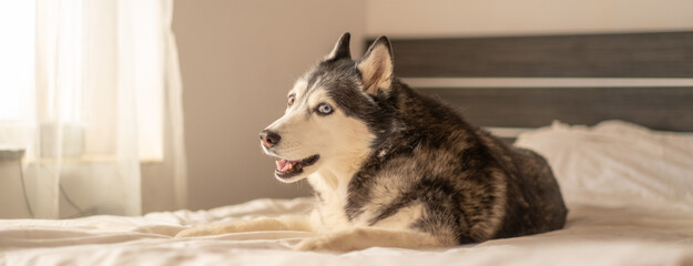 Calm husky resting on clean bedding in quiet morning bedroom, weight sinking into soft bedding, scene for bedding brand. Wide shot. Concept of resting husky inside bright bedroom with soft light © iwavephoto