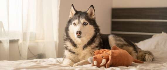 Northern dog playing with favourite plush toy on bedroom bed, toy guarded between heavy front paws, energy released right at home. Wide shot. Concept of playing husky keeping plush toy on soft bed © iwavephoto