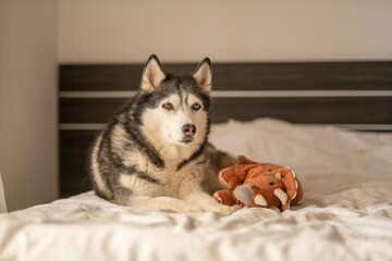Husky playing with orange stuffed plush toy on soft bed linen, soft object kept close without chewing, small moment of ordinary day. Wide shot. Concept of playing husky keeping plush toy on soft bed © iwavephoto