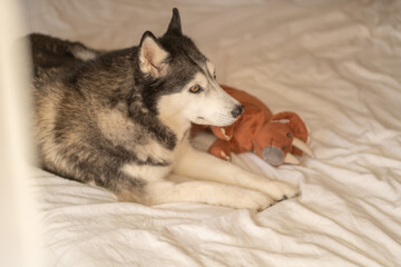 Northern dog resting among soft bed linen beside window light, muzzle resting on folded white sheet, simple scene. Wide shot. Concept of resting husky inside bright bedroom with soft light © iwavephoto